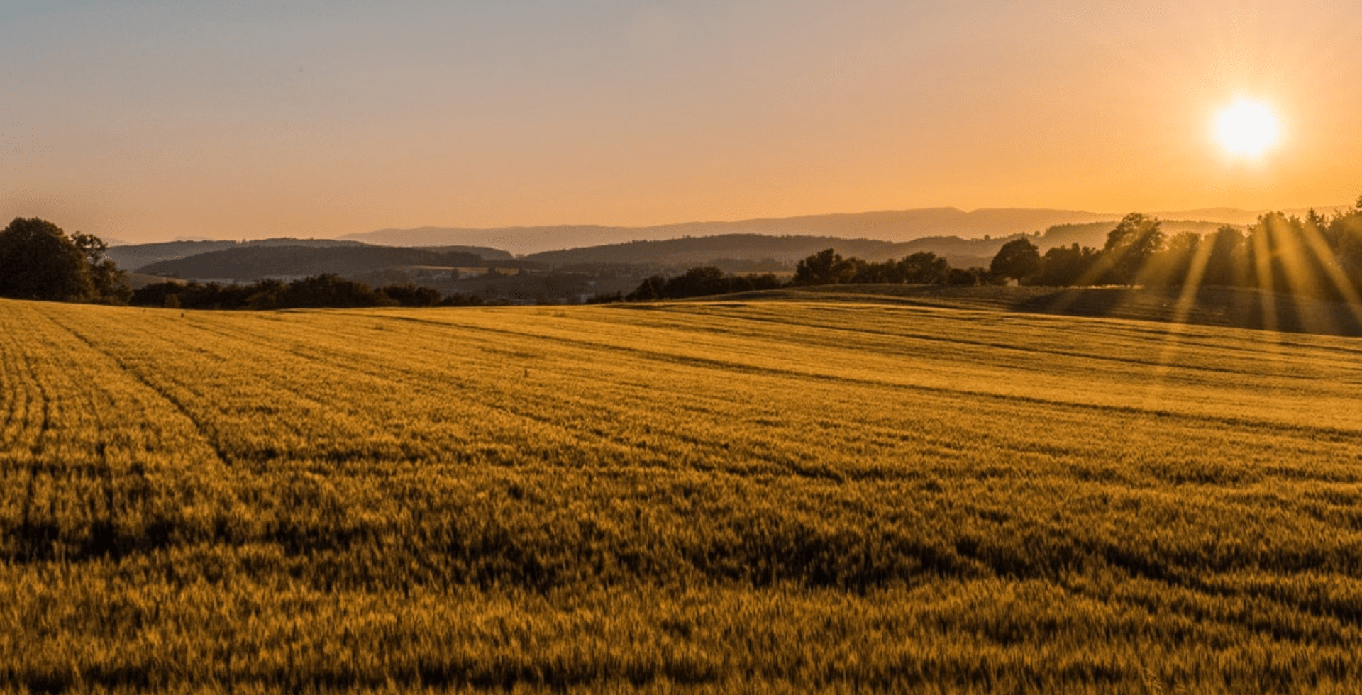 Green field @ sunset