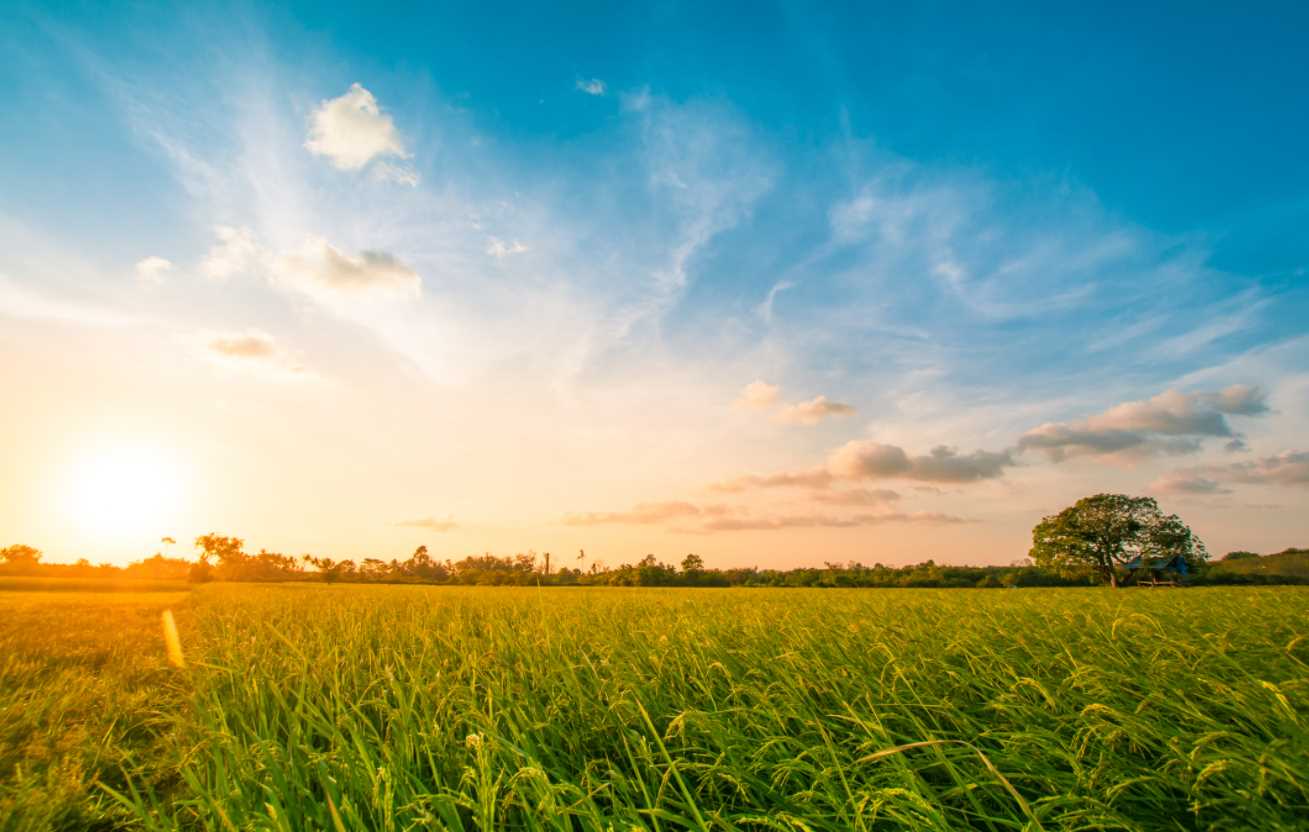 Green Field