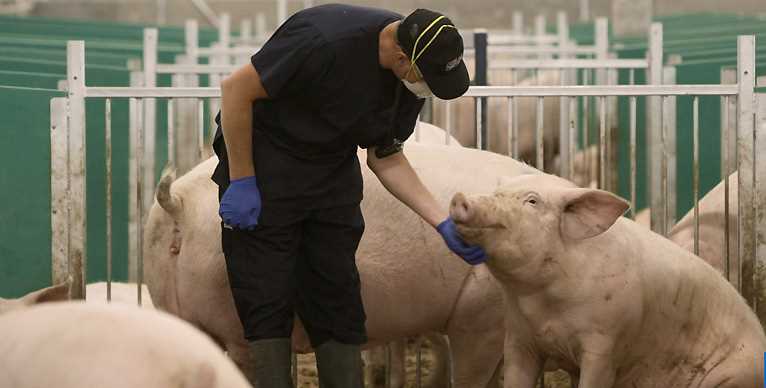 Employee with Pig