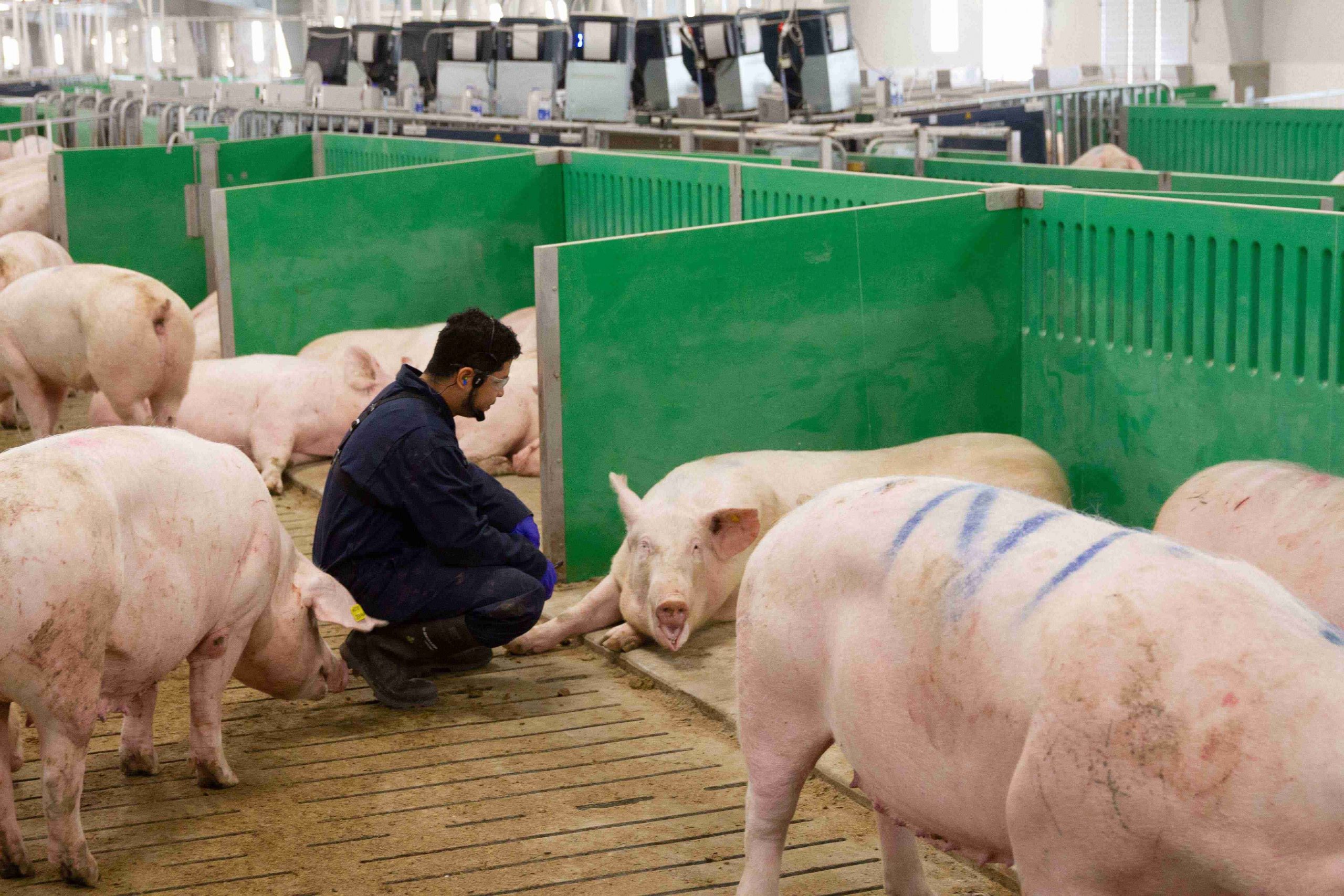 Employee in barn