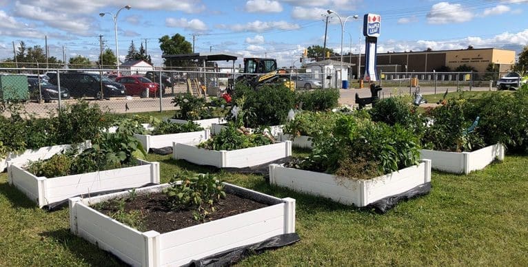 Community garden at Maple Leaf Foods' McLeod facility located in Saskatoon, Saskatchewan