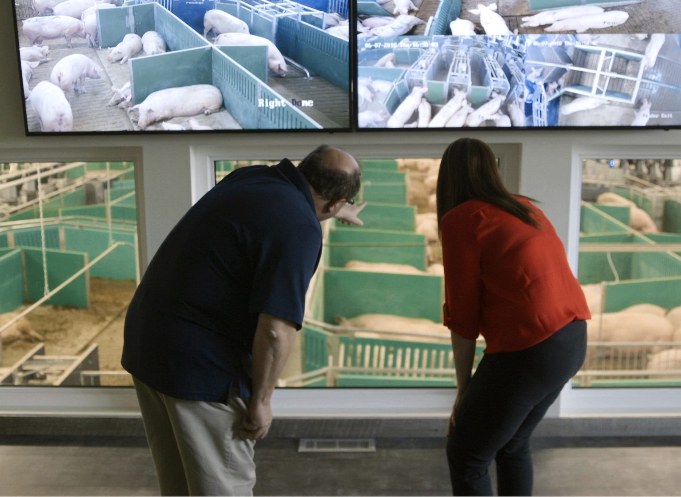 Monitoring the open sow housing