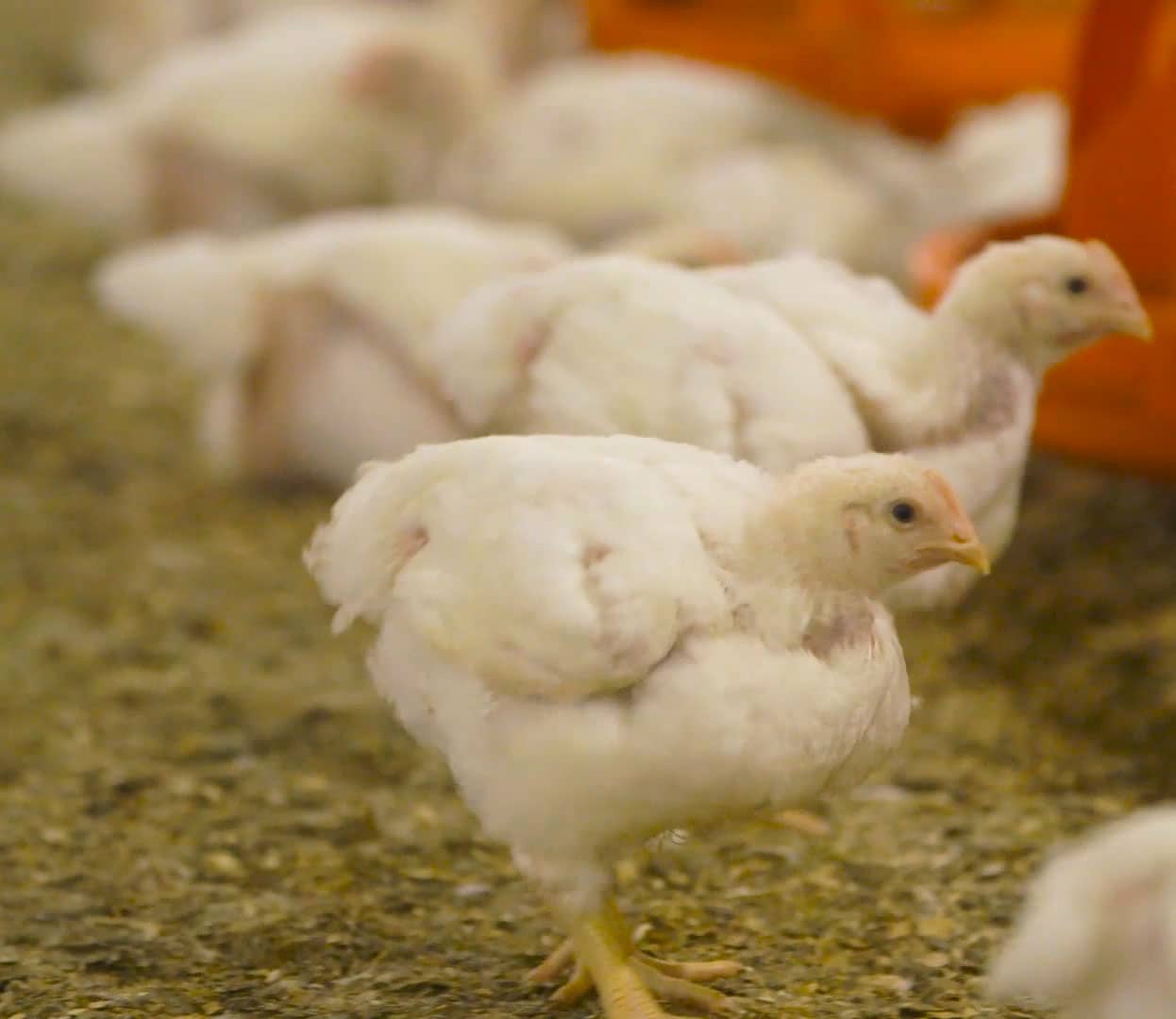 Broiler chickens inside a poultry barn