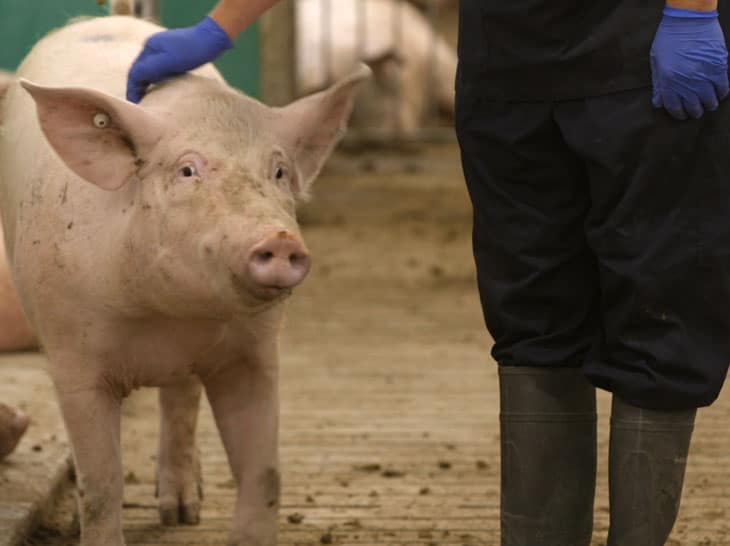 Sow with vet inside a Maple Leaf Foods advanced open sow housing system