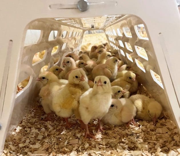 Enrichment objects and baby chicks