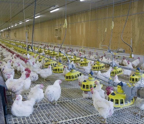 Hatching Egg Production