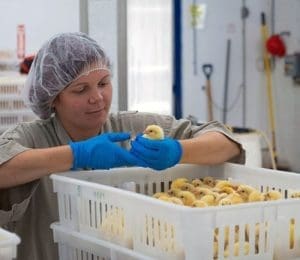 Poultry Welfare Approach | Maple Leaf Foods