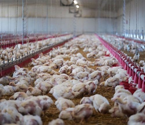 Space To Roam & Play