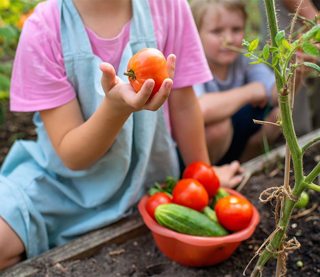 little kids picking tomatoes from the garden