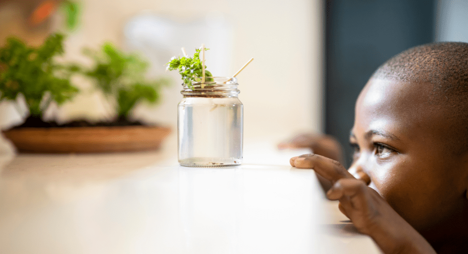 Child looking at growing plant