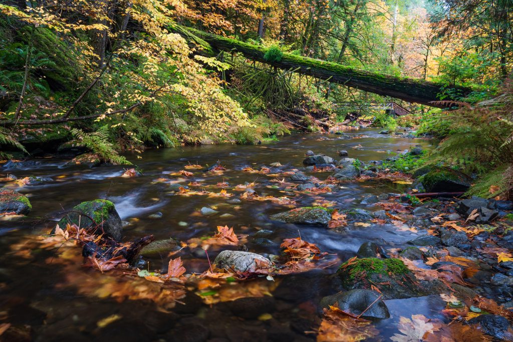Autumn colors along the goldstream river in near Victoria BC
