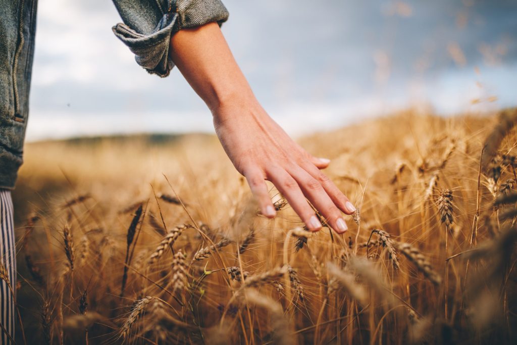 Picture of farmer's hand brushing against field of wheat