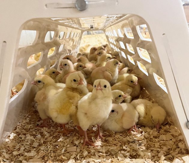 Standards and performance