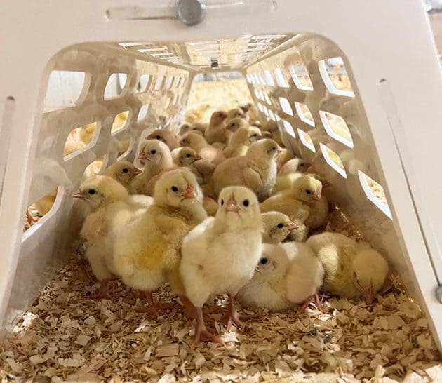 Standards and performance