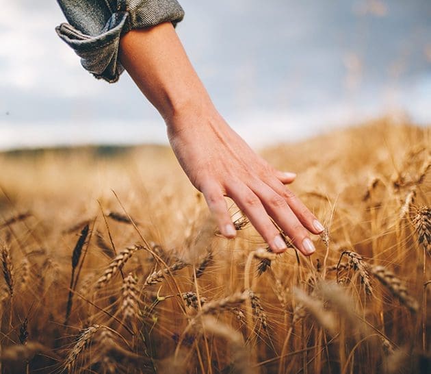 hand in wheat field
