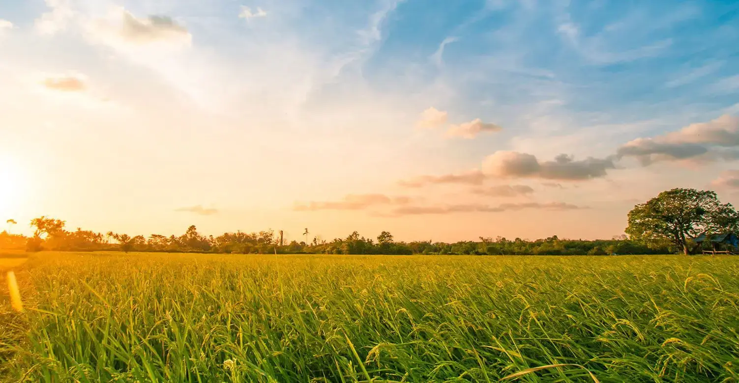 Maple Leaf Foods Hero