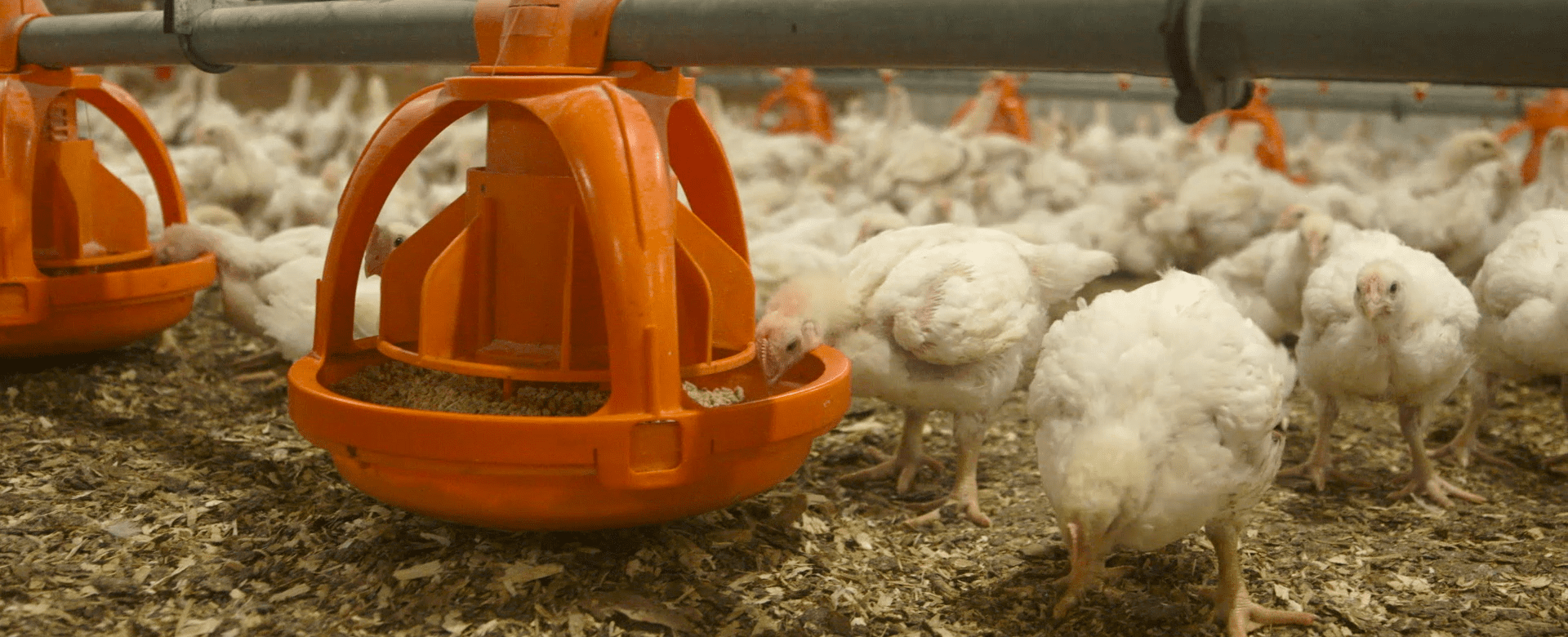 Broiler chickens with enrichment