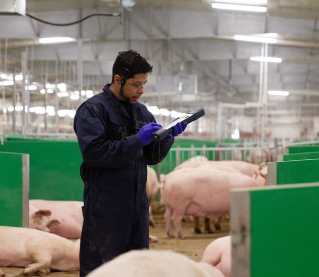 Expert en soins des animaux à l'intérieur d'un système avancé de logement ouvert pour truies des Aliments Maple Leaf