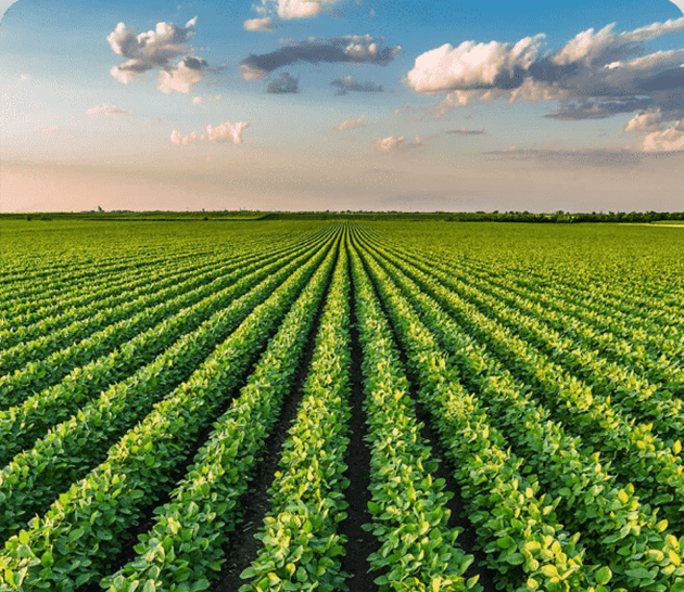 Green field