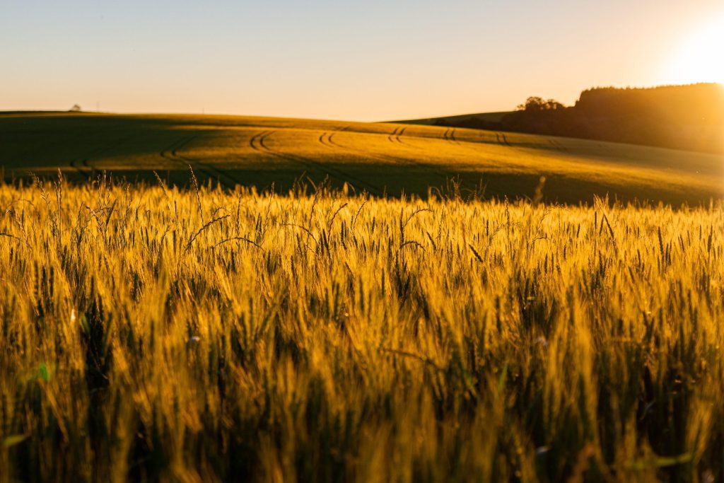 sunset over field