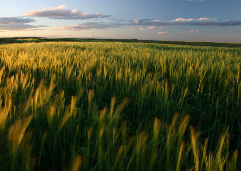 sunset over a green field