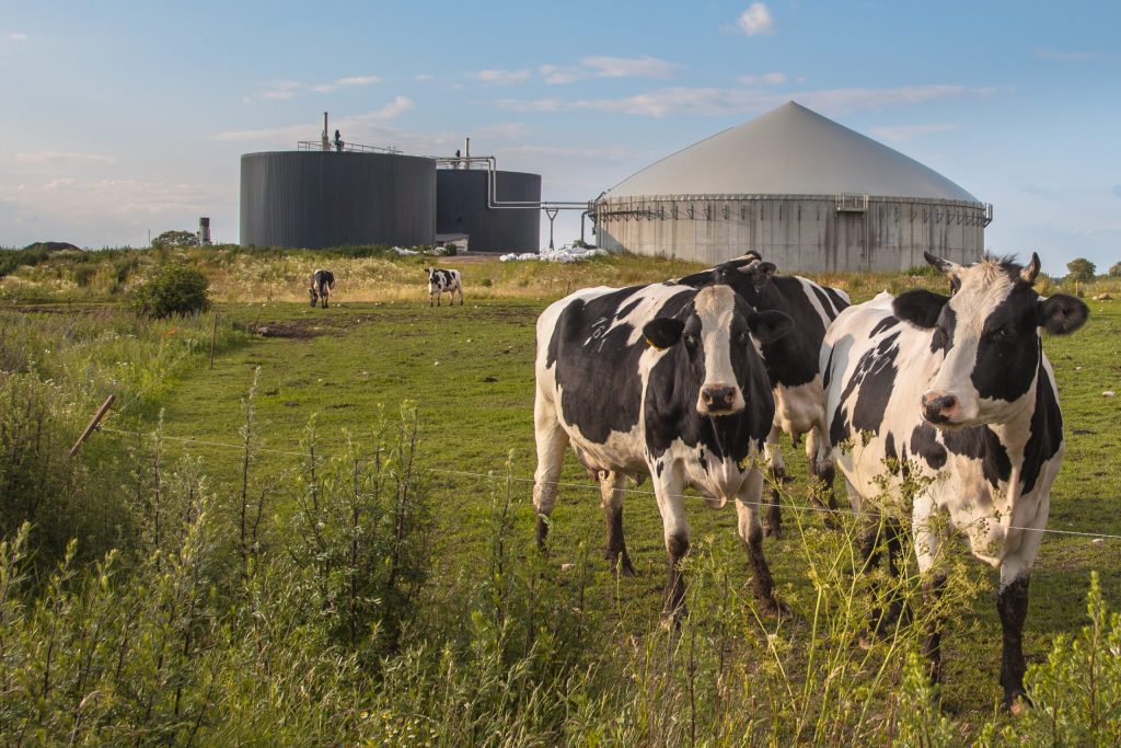 Dairy ycows in a field