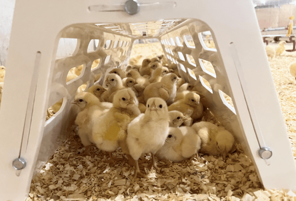 Picture of chickens with enrichments